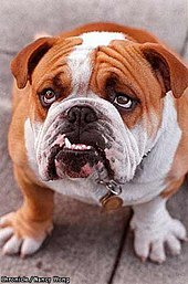 170px-Axel,_the_English_Bulldog.jpg