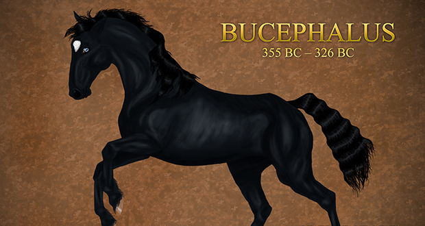 34.Bucephalus.jpg