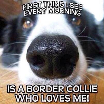 5368e0508f41f6b6fcbfa5847342560d--border-collie-humor-collie-dog.jpg