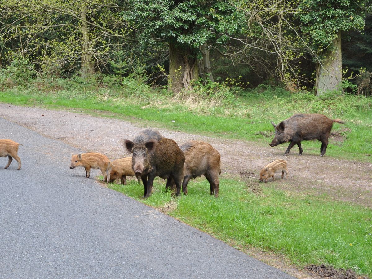 A-family-of-boar-in-the-Forest-of-Dean.jpg