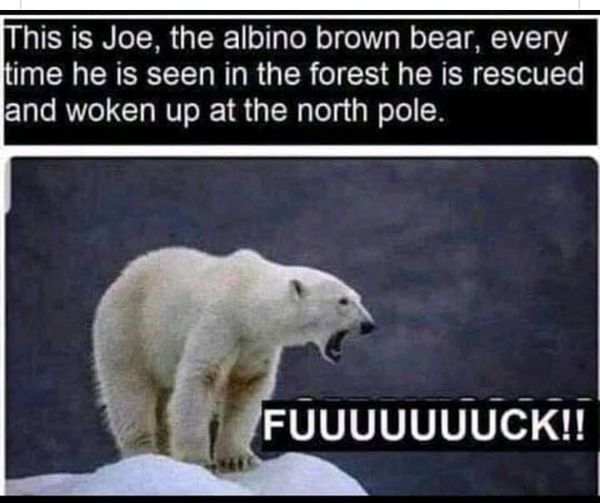 albino bear.jpg