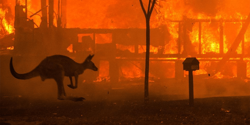 australia-bush-fires-donate.png