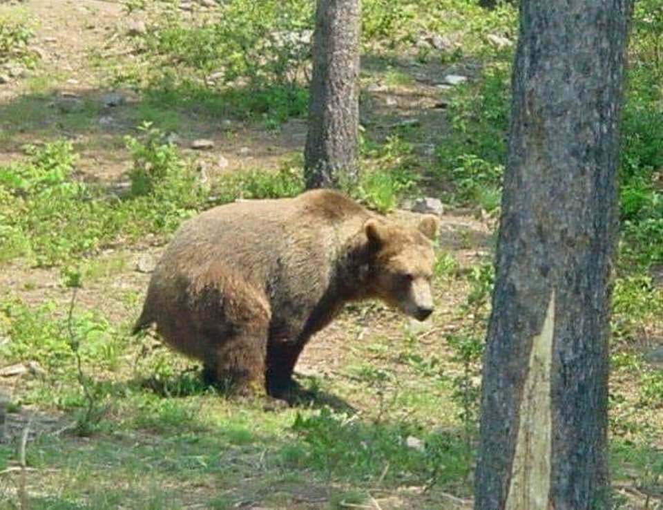 bears.jpg