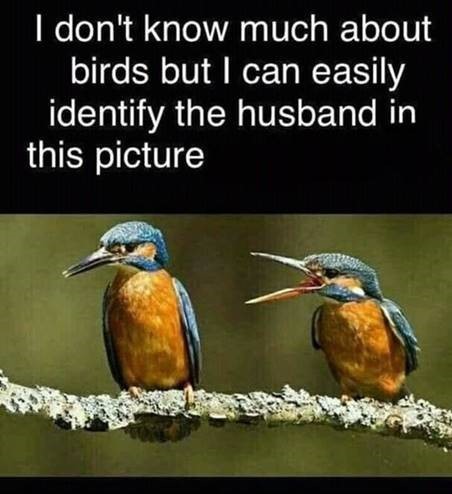 Birds.jpg