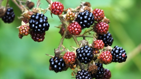 Blackberries cpt Amy Lewis.jpg