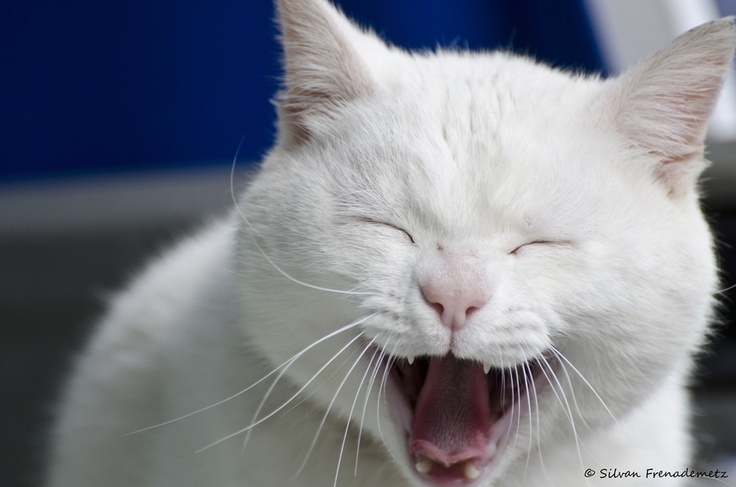 cat laughing.jpg