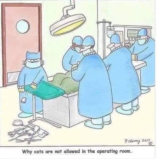 cat operating.jpg