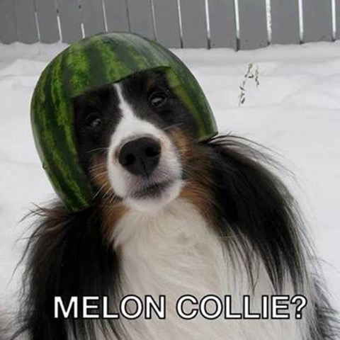 Collie joke.jpg