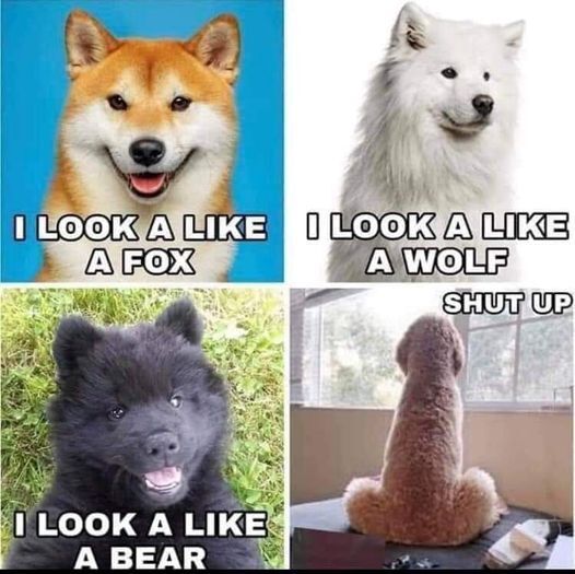 dogs look like.jpg