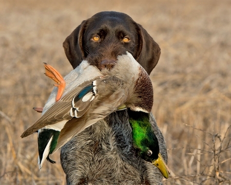 duck-hunting-retriever-450x360.jpg