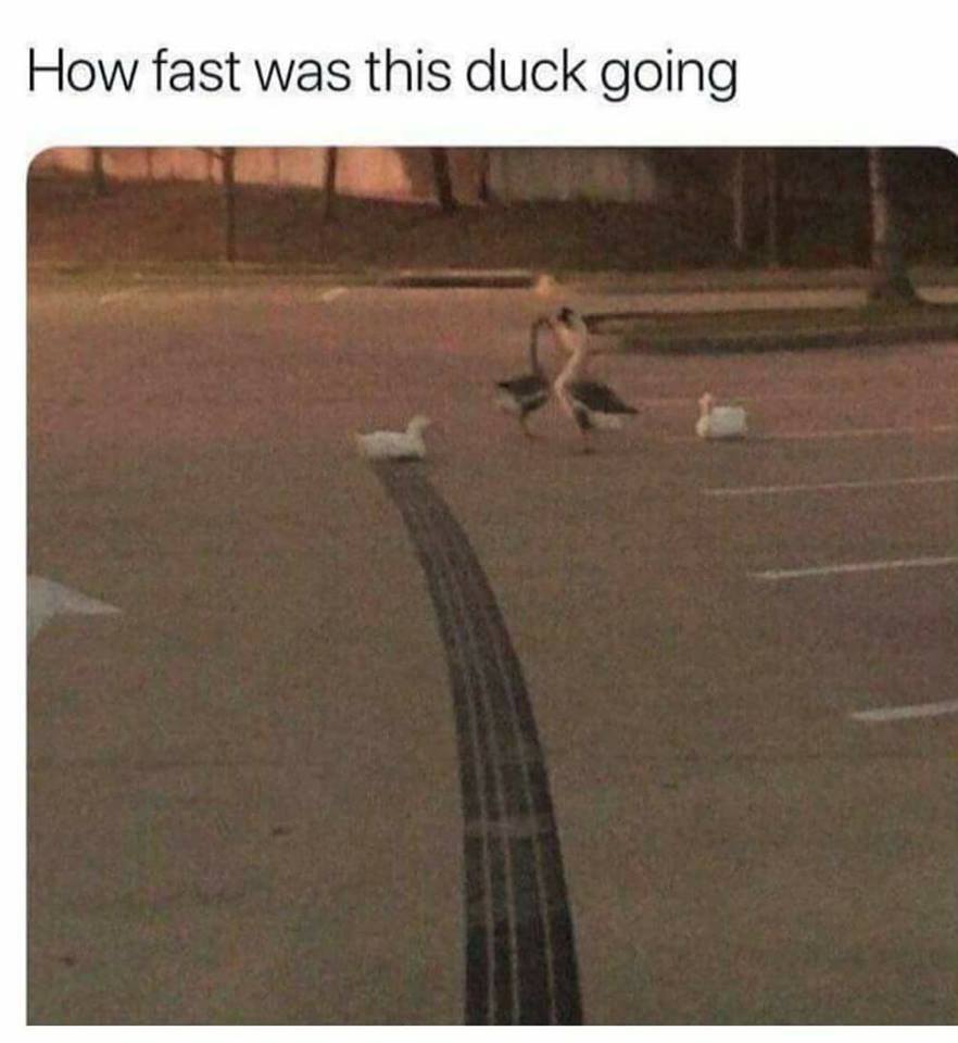 Duck.jpg