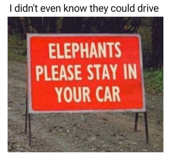 elephants.jpg