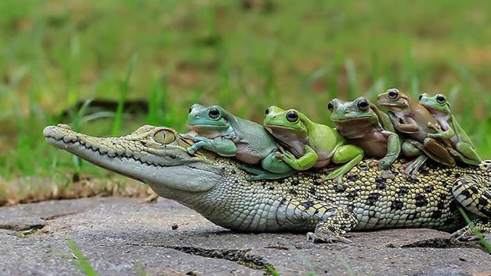 FiveFrogsOnCroc.jpg