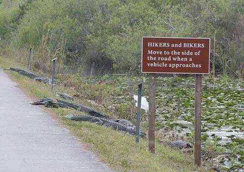 hikers-and-bikers-crocodiles.jpg