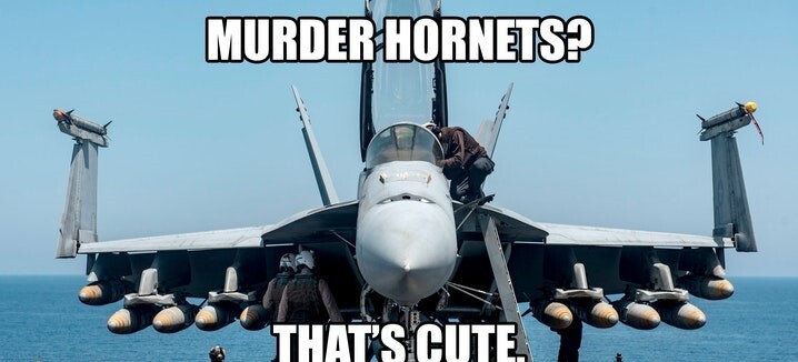 Hornets.jpg