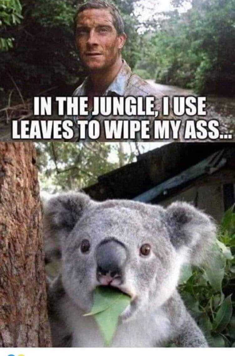 koala.jpg