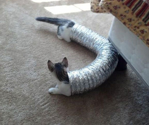 longest-cat-in-the-world.jpg