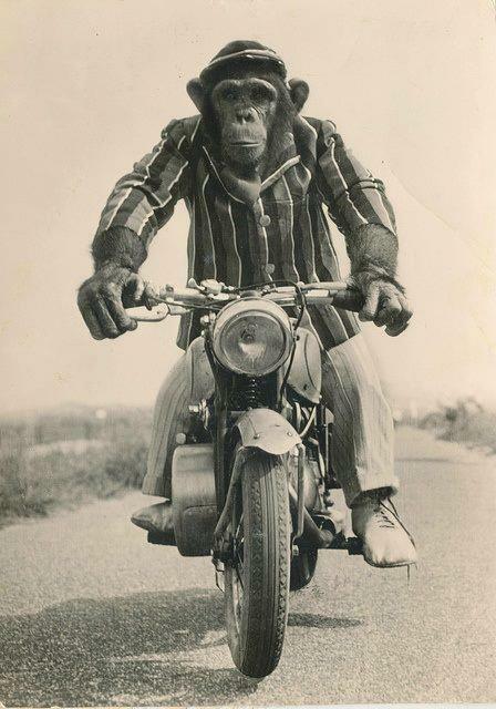 monkey bike.jpg