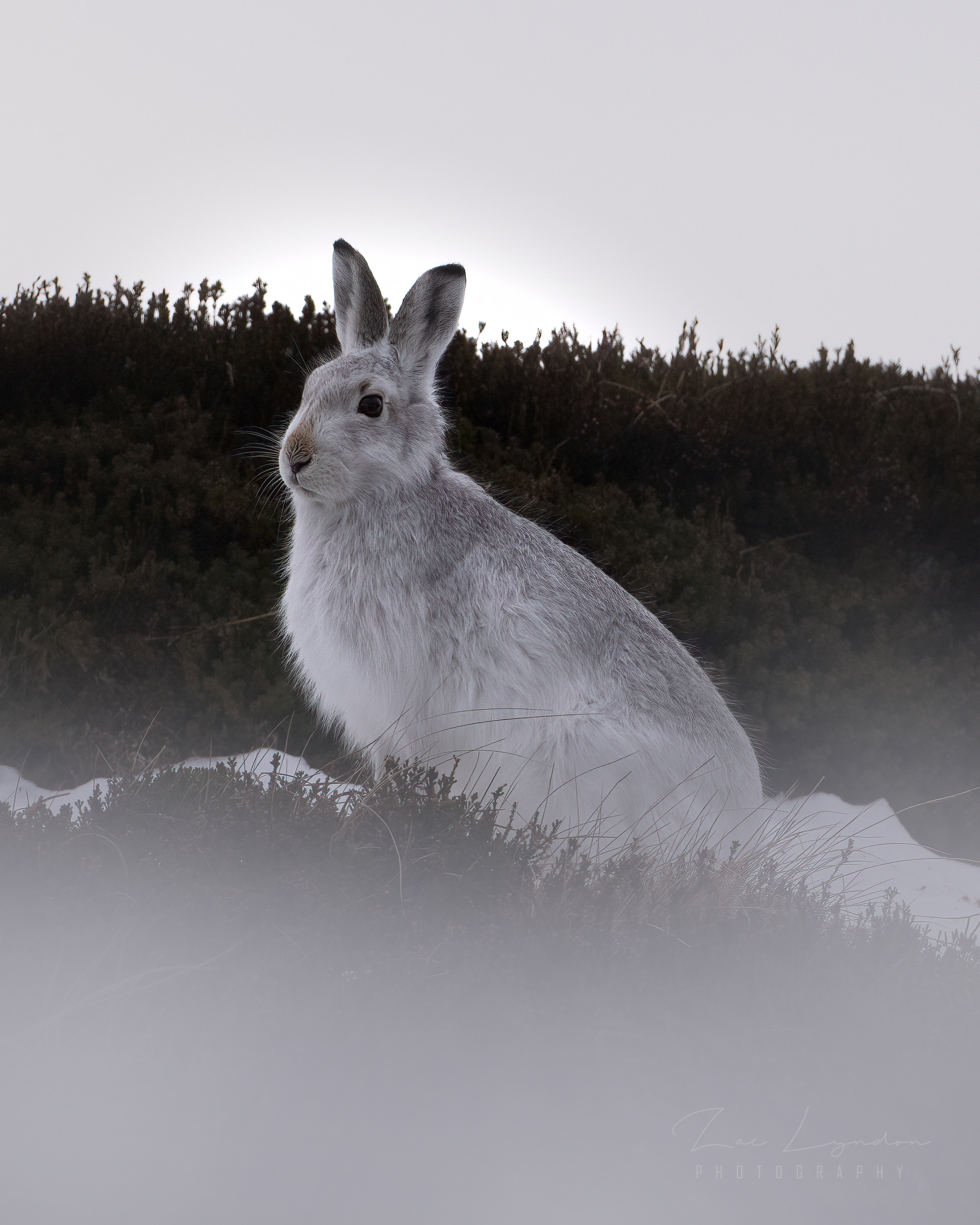 Mountain Hare Glenshee 2.jpg