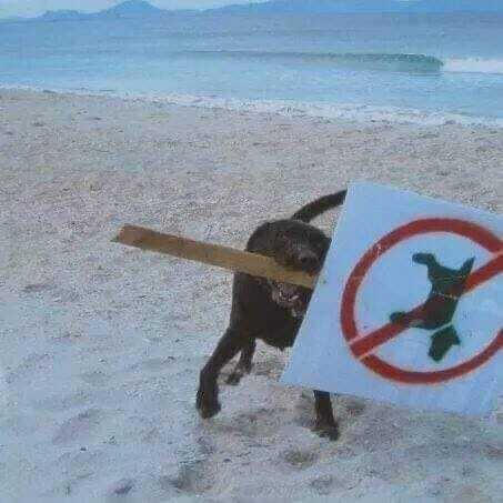 no dogs sign.jpg