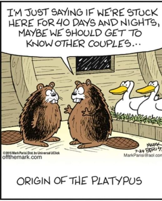 platypus.jpg