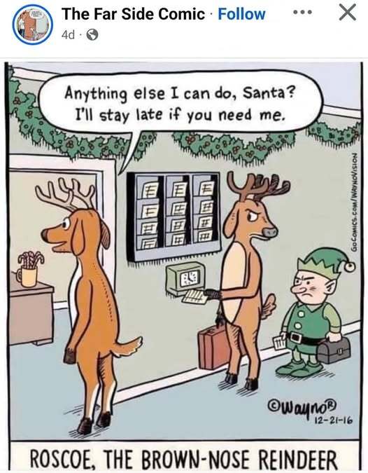 reindeer.jpg