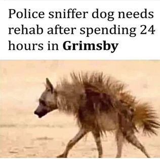 SnifferDog.jpg