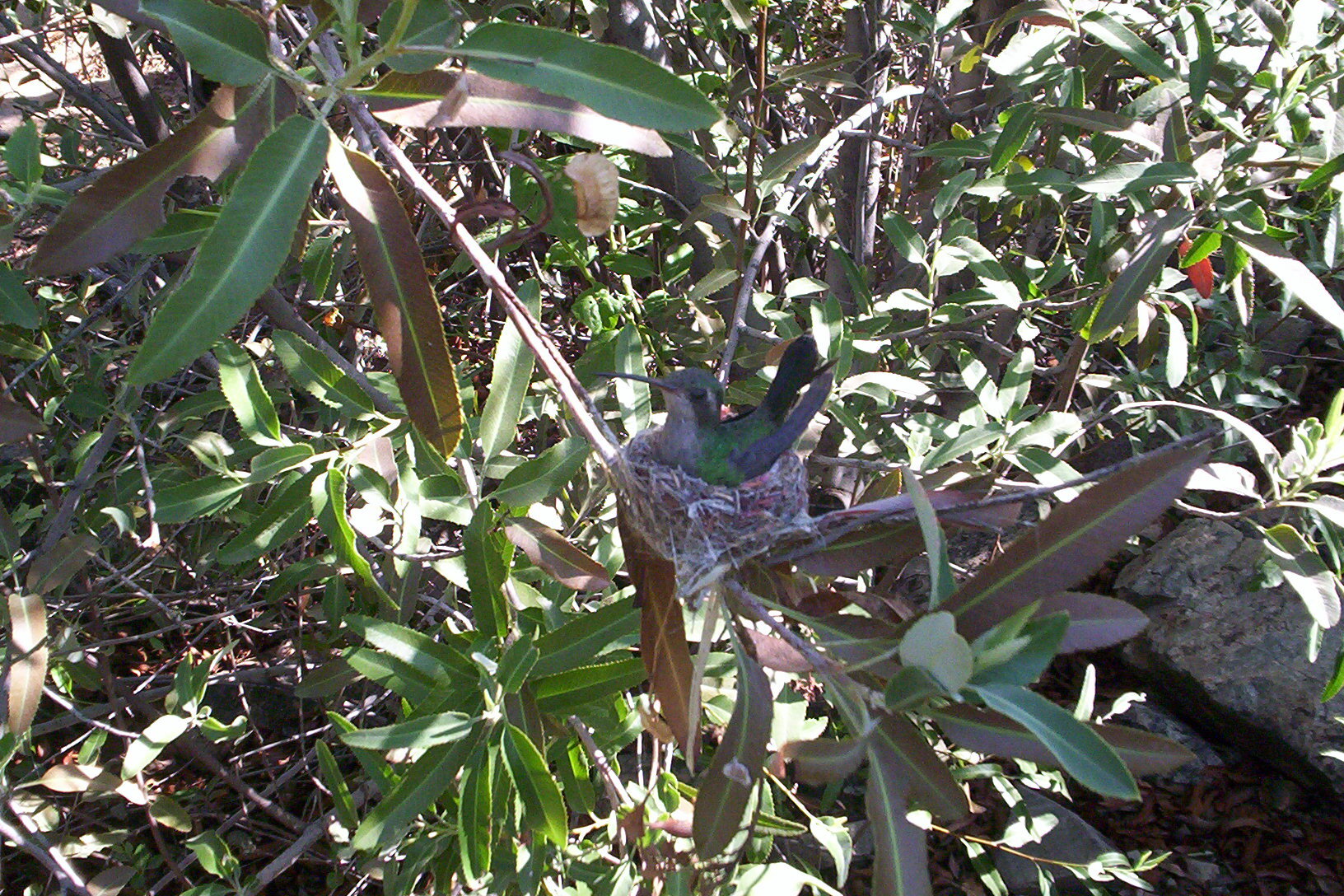 Sonora Desert Museum & Old Tuscon Studios 015.jpg