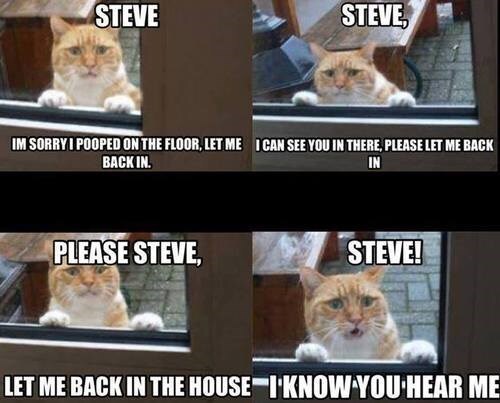 steve-pleeeeeeeeeease.jpg