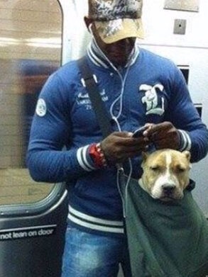 subway-dog-e1535059577176.jpg