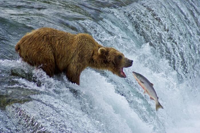 The-fish-couldn’t-bear-it.jpg