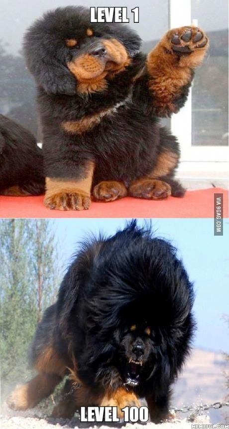 Tibetan mastiff.jpg