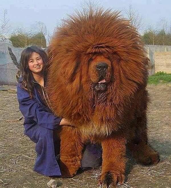 Tibetan Mastiff. The world's largest dog..jpg