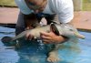 Baby dolphin.jpg