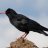 chough